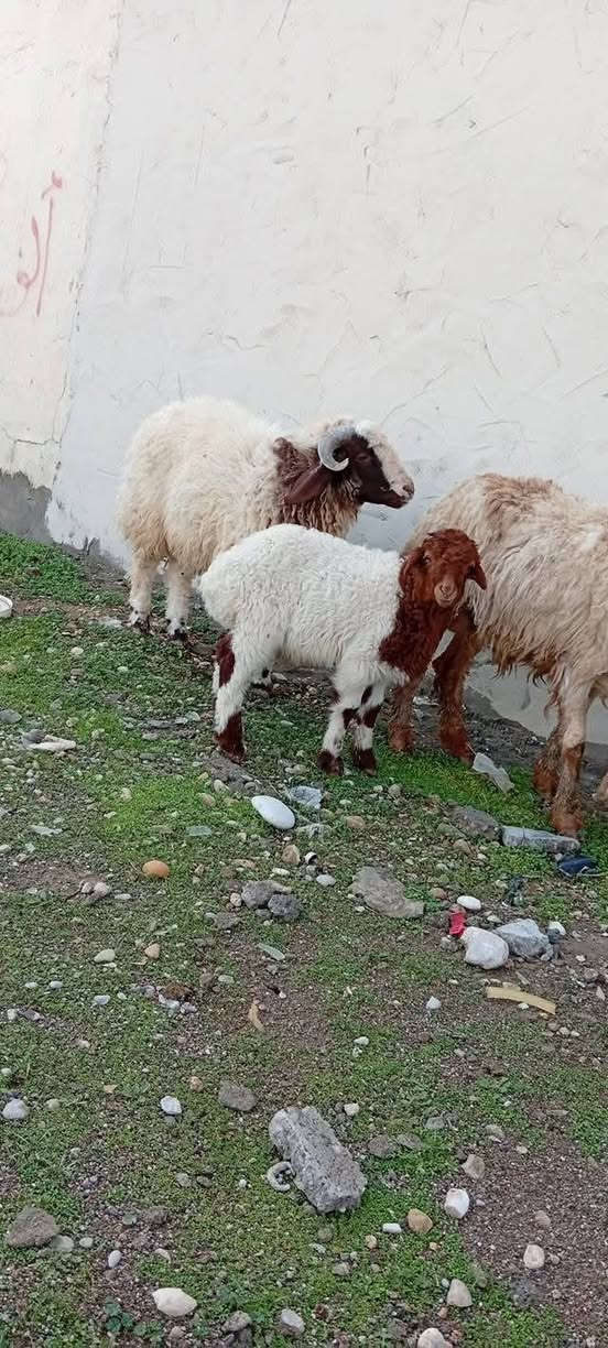 مەڕێکوو جووتێک بەرخی نێری جۆخور
بۆفرۆشتن مشتەری نیت باکاتی یەک تر نەگرین#کلاڕ#
***********
