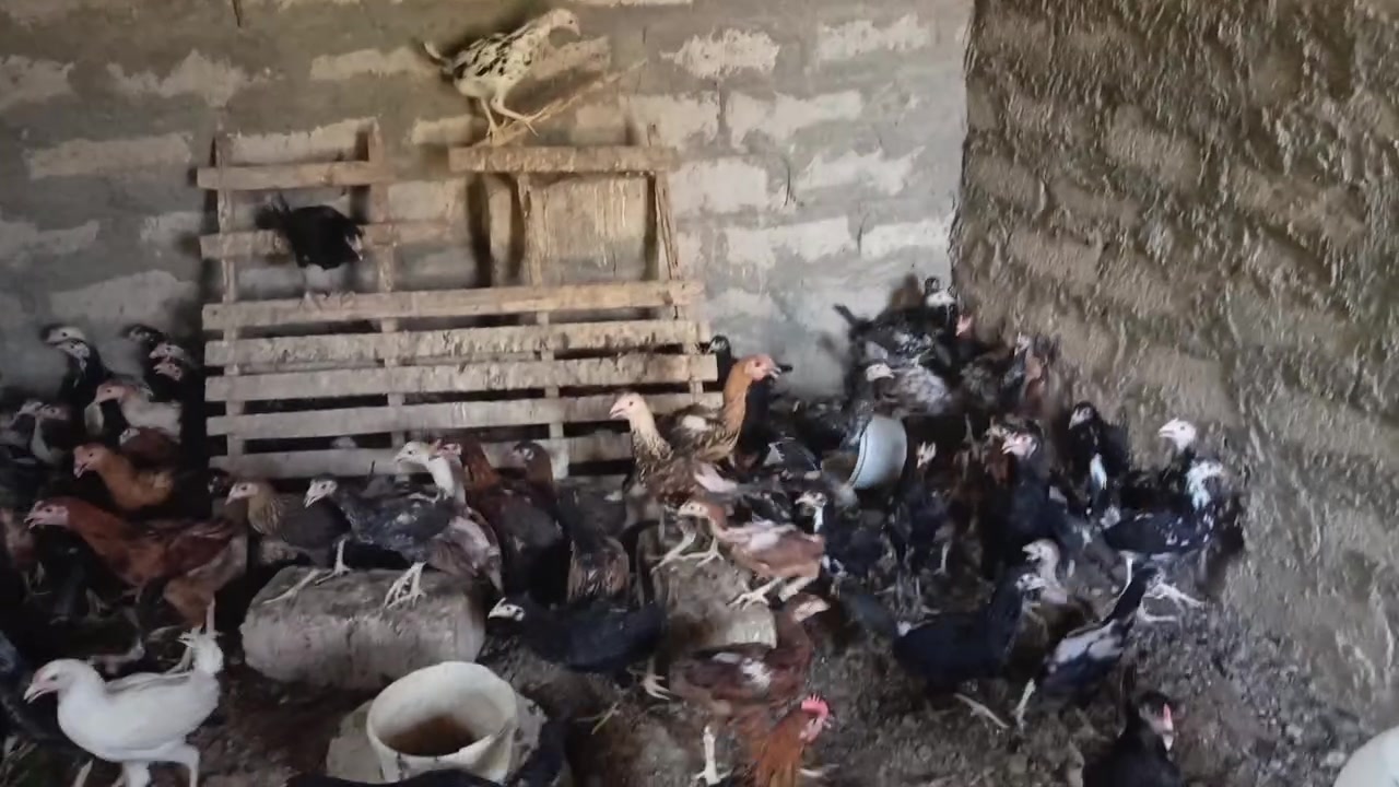 بسم الله ما شاء الله 
٥٢ زوج فراخ دجاج عرب خبط هندي
العمر ثلاثة أشهر تقريبا
ملحقات كامل
الزوج على ١٥ الف 
اكو توصيل موصل ودهوك 
🌹🌹🌹🌹🌹


**إذا كنت صاحب هذا الإعلان وتريد حذفه لأي سبب، رجاءا أرسل رسالة إلى الدعم الفني**