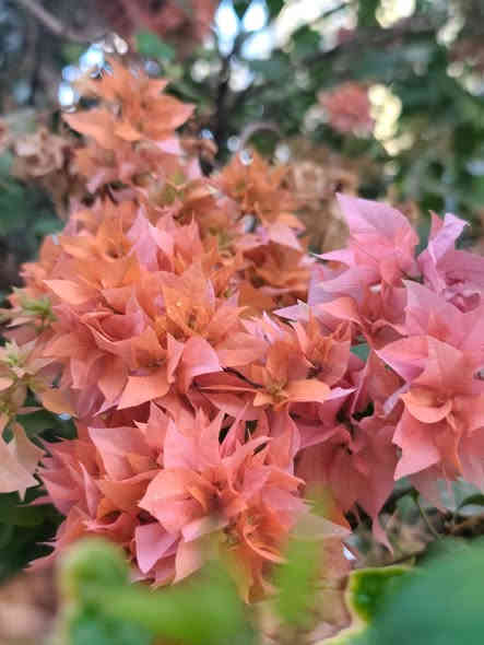 جهنمية فول قطمر مكبس لبناني تتحمل أجواء العراق من حر وبرد مابيه تساقط اوراق مثل العراقيه ولاشوك أزهاره تكون عباره عن عناقيد مزهره تتوفر بلون رماني سعر سندانه مع توصيل 6الاف ارتفاع متر وبدايه تزهير تجيك للحجز ***********
