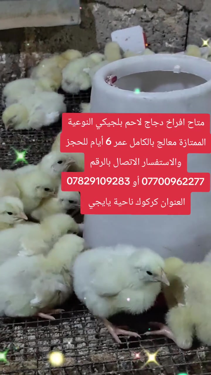 💥 عرض خاص لفترة محدودة 
✅متاح افراخ دجاج لاحم بلجيكي
✅ النوعية الممتاز معالجات التهاب الصرة والأمعاء
✅العمر 5 أيام 
🔥 خلال 35 يوم يصل وزن الدجاجة مابين (1.500الى2 كيلو)
📌 للحجز والاستفسار الاتصال بالرقم بالارقام *********** أو *********** 
العنوان كركوك ناحية يايجي
يوجد توصيل 🚕 لداخل كركوك والاقضية والنواحي حسب االكيمة 
#دجاج_افراخ_دواجن_محميات_سوق_الغزل_مفاقس_كركوك_الحويجة_داقوق_طوز_خرماتو_تكريت_موصل_سامراء_دبس_الدواجن
#سوق_القلعة_علوة_الحلال_الشركاط_اكسبلور_مشاهير_العراق
