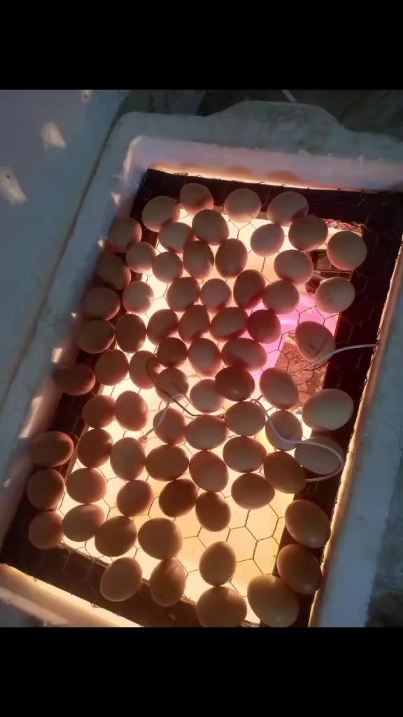 السلام عليكم ورحمة الله وبركاتة توفر فقاسات بسعر ٥٠الف بدل ال٦٠الف مع التوصيل مجاني لباب البيت فقاسه عالميه حساس مروحه حساس رطوبه حساس حراره فتحات تهويه جامه للنضر للبيض وتجيك طاسه مي مال فقاسه تجيك الفقاسه كامله نسبه التفقيس 95 بل 100اذا ما صار انتاج ترجع الفقاسه وترجع فلوس واضل وياك لحد ما تنتج الفقاسه للاستفسار او الحجز ***********
