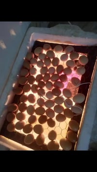 وبركاتة توفر فقاسات بسعر ٥٠الف بدل ال٦٠الف مع التوصيل مجاني لباب البيت...