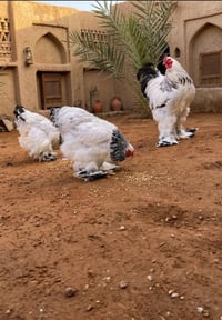 بيض حلال • ٨ بيضات • استيراد تركيا