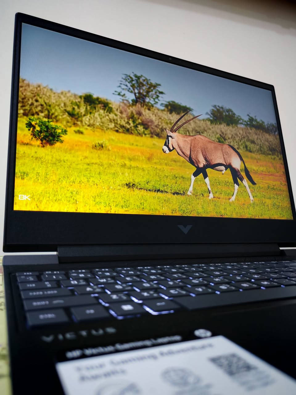 لابتوب ( كيمنك )
للبيع HP Victus

المواصفات : المعالج core i5 جيل 13 فئة H

 الرام 16gb DDR4  التخزين 512 قابل للتوسعة أكيد

كرت الشاشة RTX 4060 6G + كرت شاشة داخلي من انتل 

شاشة 15.6 IPS Fellhd 144HZ غير عاكسة (مات)

كيبورد عربي+إنكليزي + إضاءة كيبورد (إضاءة فقط)

(اللابتوب جديد تقريباً  ممنزل بيه غير تطبيقات التواصل فقط  وسبب البيع لإن چان عندي مشروع وحالياً لغيتة)
 السعر (( 850 ألف )) علماً الجديد ب 
مليون و150 الف .


**إذا كنت صاحب هذا الإعلان وتريد حذفه لأي سبب، رجاءا أرسل رسالة إلى الدعم الفني**