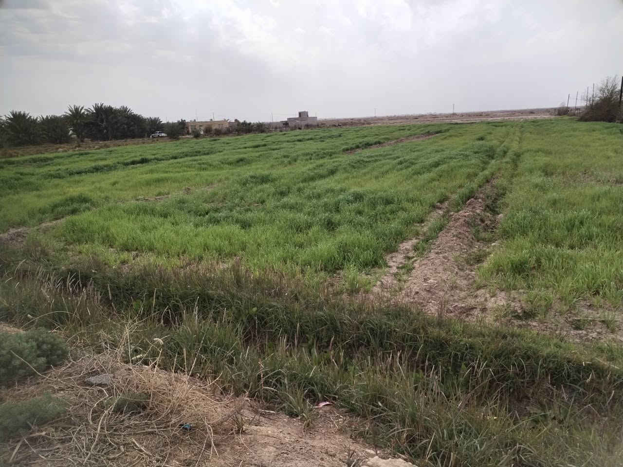 سلام عليكم البيع كاع زراعيه المساحه ١٠ دوانم ونص واجهيه شارع متوفره كل الخدمات مركز صحي مدارس ابتدائية ومتوسطة او عداديه واجهيه شارع وبيهه شاطيه على نهر الغراف ماي مباشر منل شط مكانهه بين النصر و الرفاعي بل مصيفي السعر نتصل ***********
***********
