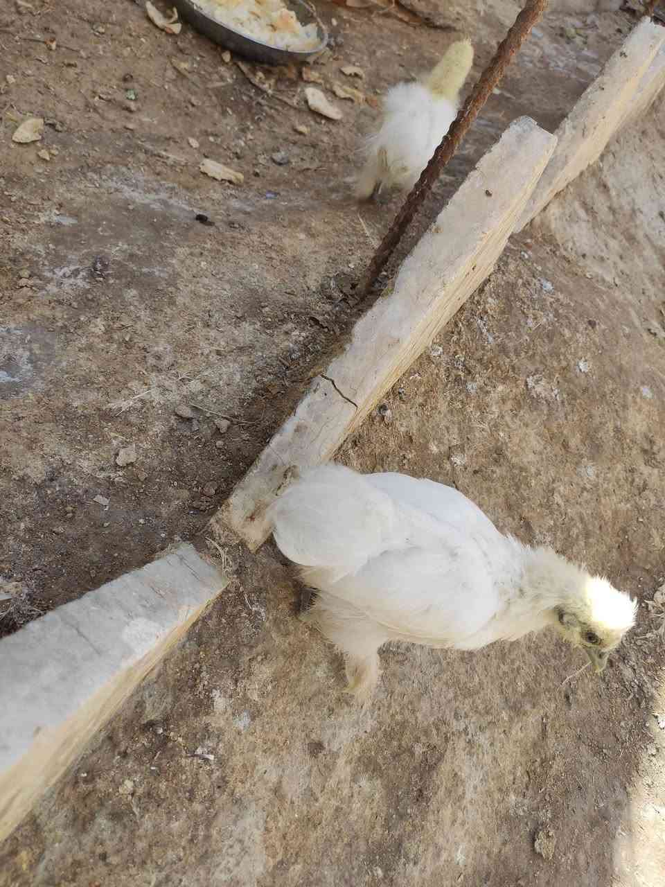 السلام عليكم 
دجاج سلكي🐓
 وكتاكيت 🐥و فروج للبيع 
سلكي ابيض اللون او يصيحوله قطني 
دجاج لحم ازرك او اسود يصيحوله 
دجاج صحه ونشاط فول خالي من الامراض 
مكاني نجف الاشرف الكوفه
 للتواصل خاص او الاتصال على الرقم ***********

