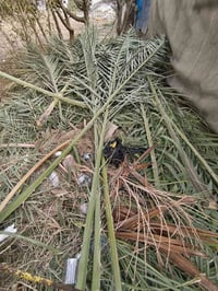 سعف نخيل • كمية • ناصرية مركز