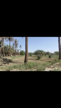 أرض زراعية • ٥دونم • طريق كربلاء طويريج