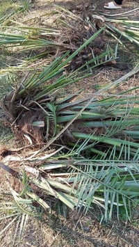 # فسايل للبيع سكري وبريم 07849790764