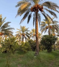 يعلن مكتب الوارث للعقار👇  عن بيع دونم..الواجهه 30 متر *النزال 85متر ✅ ...