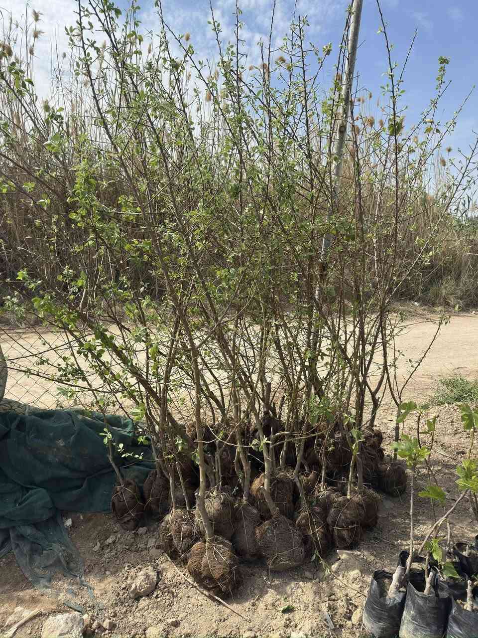 الهم صلي علئ محمد وآل محمد 
مشتل ابو انور الهلالي 
كلشي متوفر انشالله 
دايات اشجار ورود 🌸 
العنوان الشطره حاوي العباس عل شط 
ابو انور ***********
انور ***********
للحجز والستفسار اتصل علئ الأرقام التاليه
