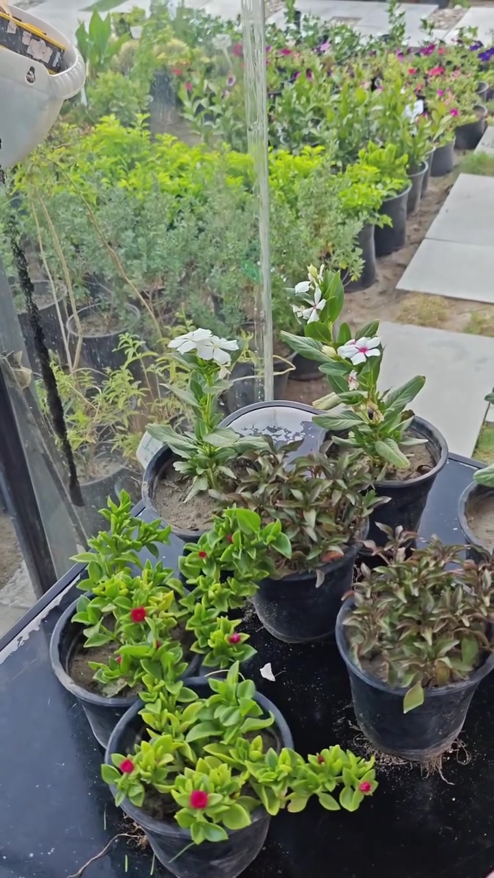 🌿🔥 عرض النباتات الخارجية المميز 🔥🌿

7 نباتات خارجية تتحمل حرارة الصيف العراقي بسعر 5,000 دينار فقط 🌞

يشمل العرض:
🌺 تراجي العروس او قطر الندى
🍀انتران
🌸عين البزون

نباتات قوية، جميلة، ومناسبة للحدائق والأحواش والشرفات الخارجية، وتضيف لمسة من الجمال والألوان طوال الموسم.

🚚 يتوفر توصيل إلى جميع محافظات العراق

📞 للحجز والاستفسار:
***********

⏳ الكمية محدودة… سارعوا بالحجز قبل نفاد العرض!
#مشتل_سما_الربيع #نباتات_خارجية #عرض_خاص #حدائق #تنسيق_حدائق

