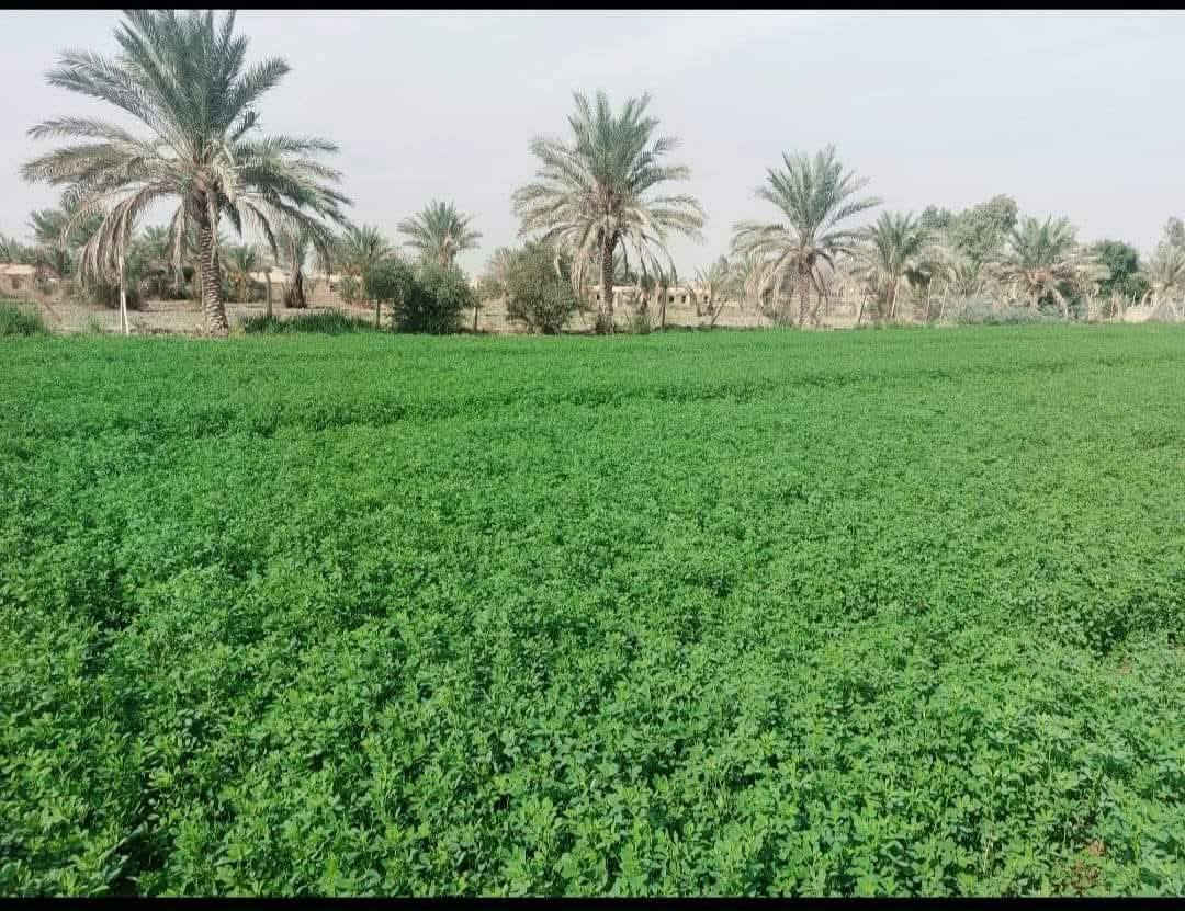 دوانم ثلاثه للبيع منطقة عكركوف النخيل قرب مجمع اسد بابل طابو زراعي سند 25 بأسمي على طابو ابو غريب الواجه ٦٠ × ١٢٥ الاستفسار اتصل ه‍ *********** / *********** غير متواجد على الفيس
