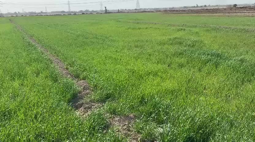 زرع شعير 10دوانم للبيع
الناصريه الرفاعي على السابله شارع ابو الماش 
تبعد عن مدينة الرفاعي 3كيلو 
ماي متوفر بيه 
تصل على لرقم ***********
اواسيا ***********
