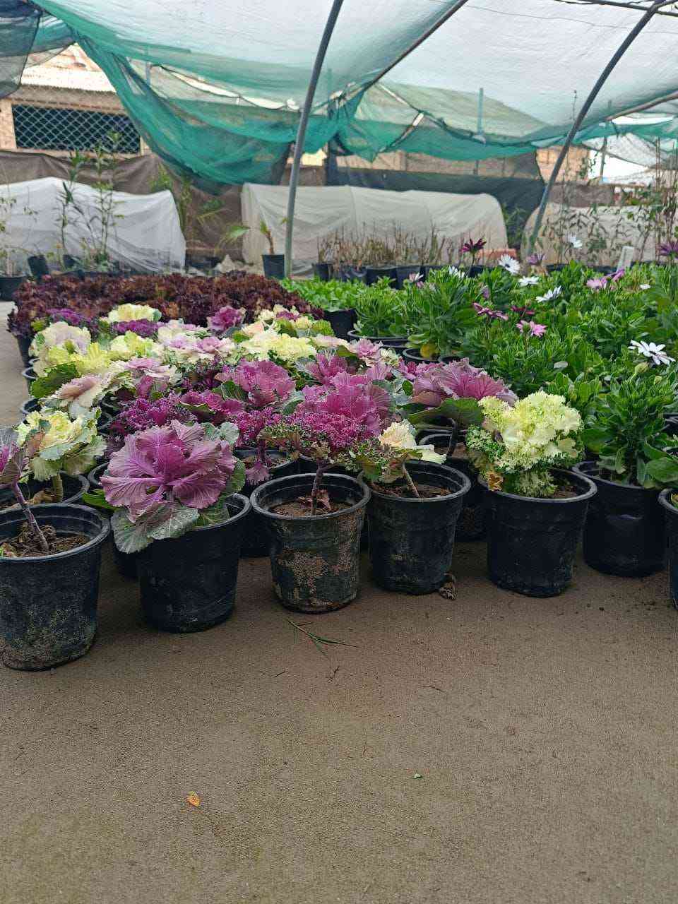 مشتل الروان الشطره, ذي قار


**إذا كنت صاحب هذا الإعلان وتريد حذفه لأي سبب، رجاءا أرسل رسالة إلى الدعم الفني**