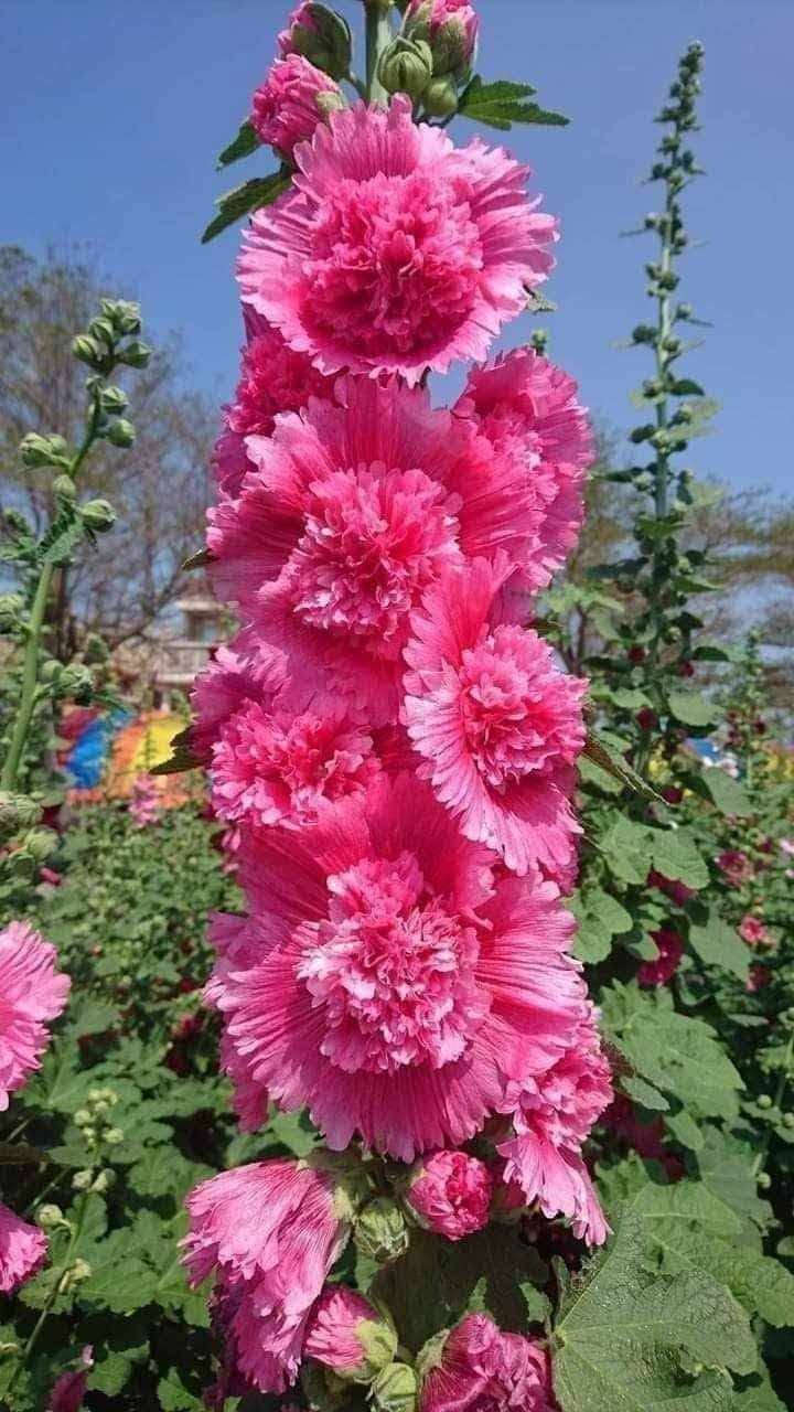 هاوڕێیان ئەم تۆوەم هه یە سەت لەسەت خۆیەتی کێدەیەوێ حجزدادەنێم


**إذا كنت صاحب هذا الإعلان وتريد حذفه لأي سبب، رجاءا أرسل رسالة إلى الدعم الفني**