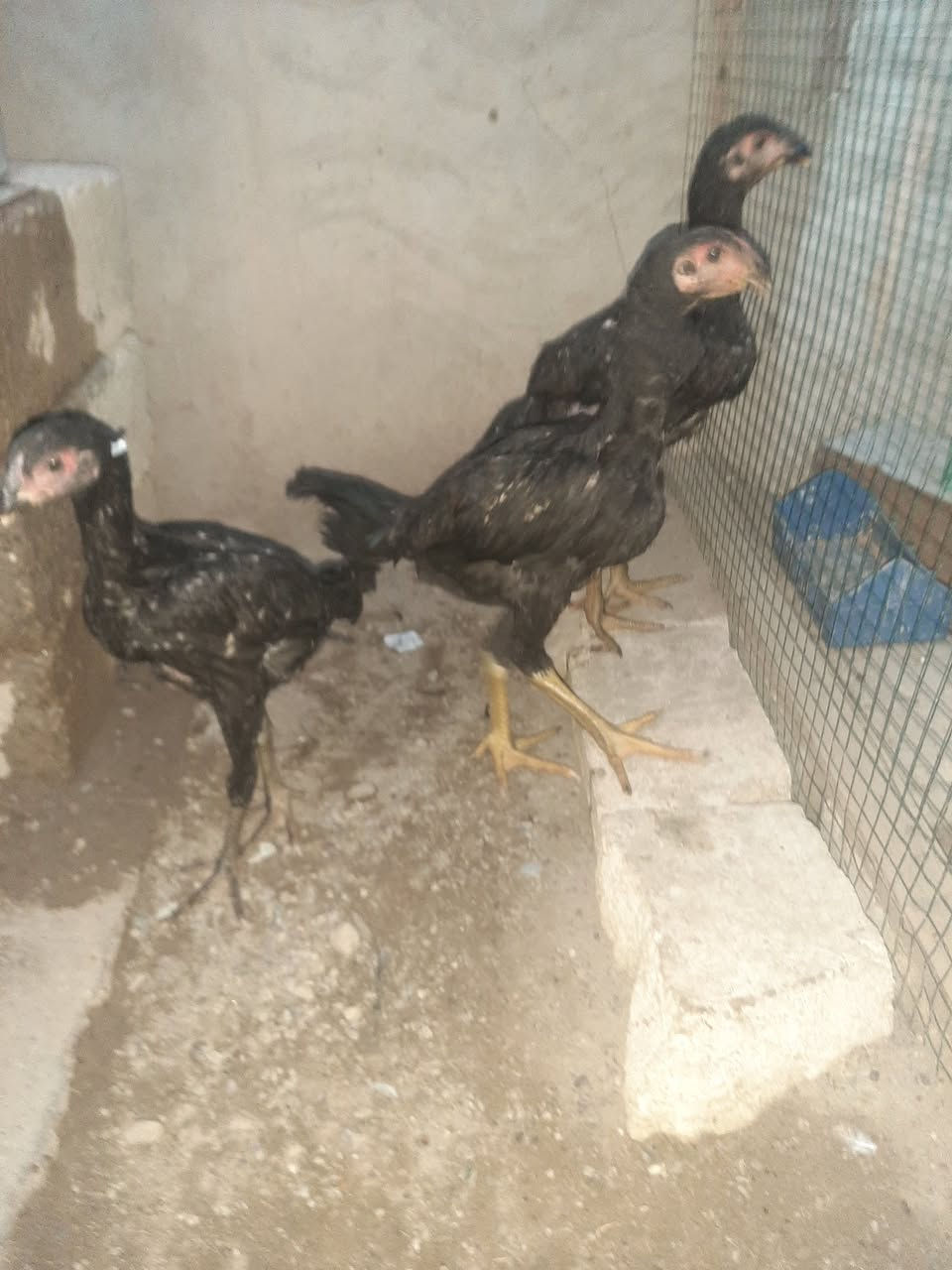 متاح ديج ودجاجتين هراتيات العمر 3 اشهر سعر 60


**إذا كنت صاحب هذا الإعلان وتريد حذفه لأي سبب، رجاءا أرسل رسالة إلى الدعم الفني**