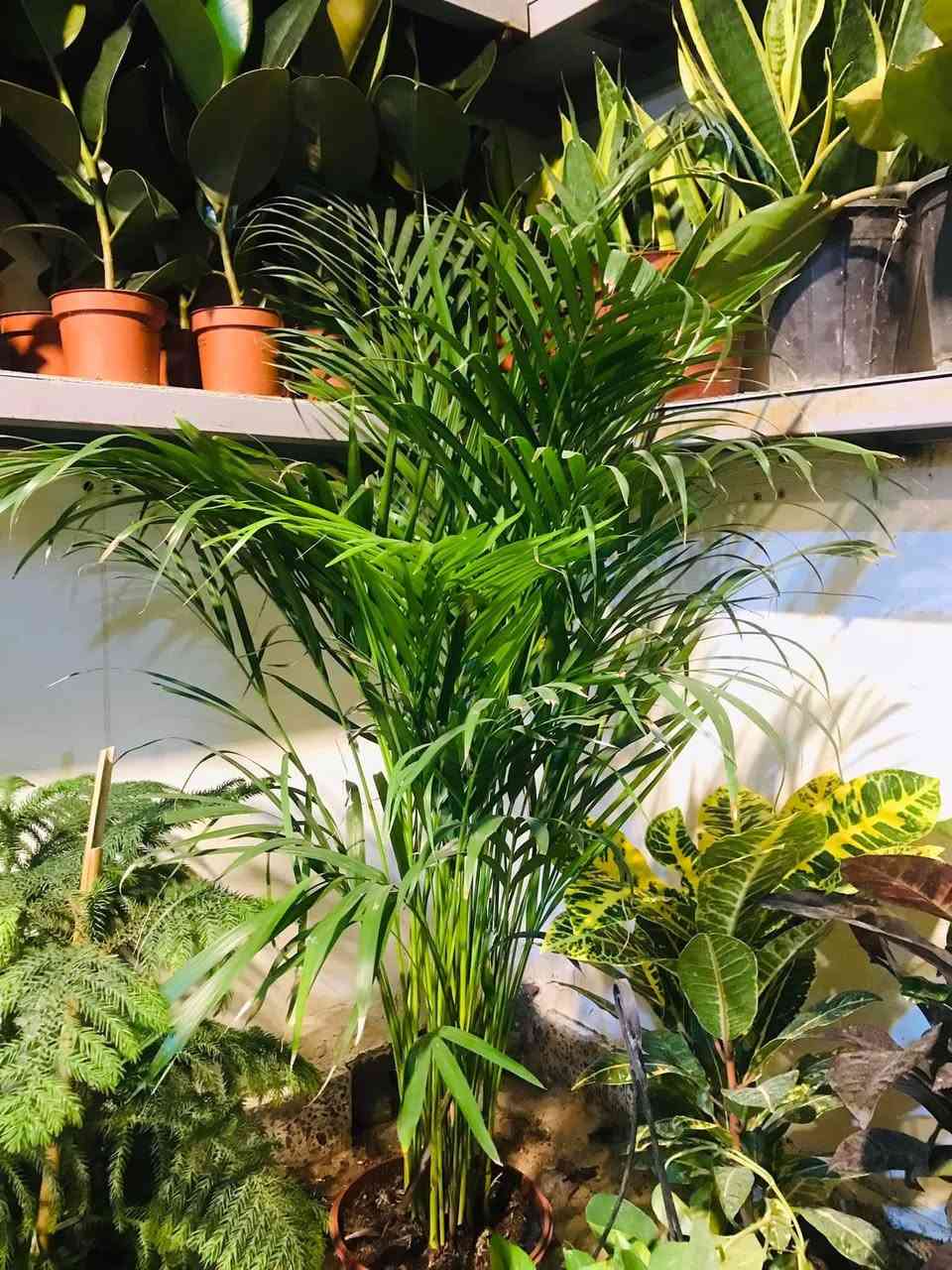 السلام عليكم وصول وجبة جديدة من . والظليات الهولندية الى مشتل زهور الحاج يونس الامين الثانية شارع النواب الضباط تقاطع الزهور مجاور عادل الخطاط


**إذا كنت صاحب هذا الإعلان وتريد حذفه لأي سبب، رجاءا أرسل رسالة إلى الدعم الفني**