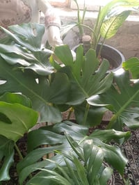 قفص صدري • كثيف