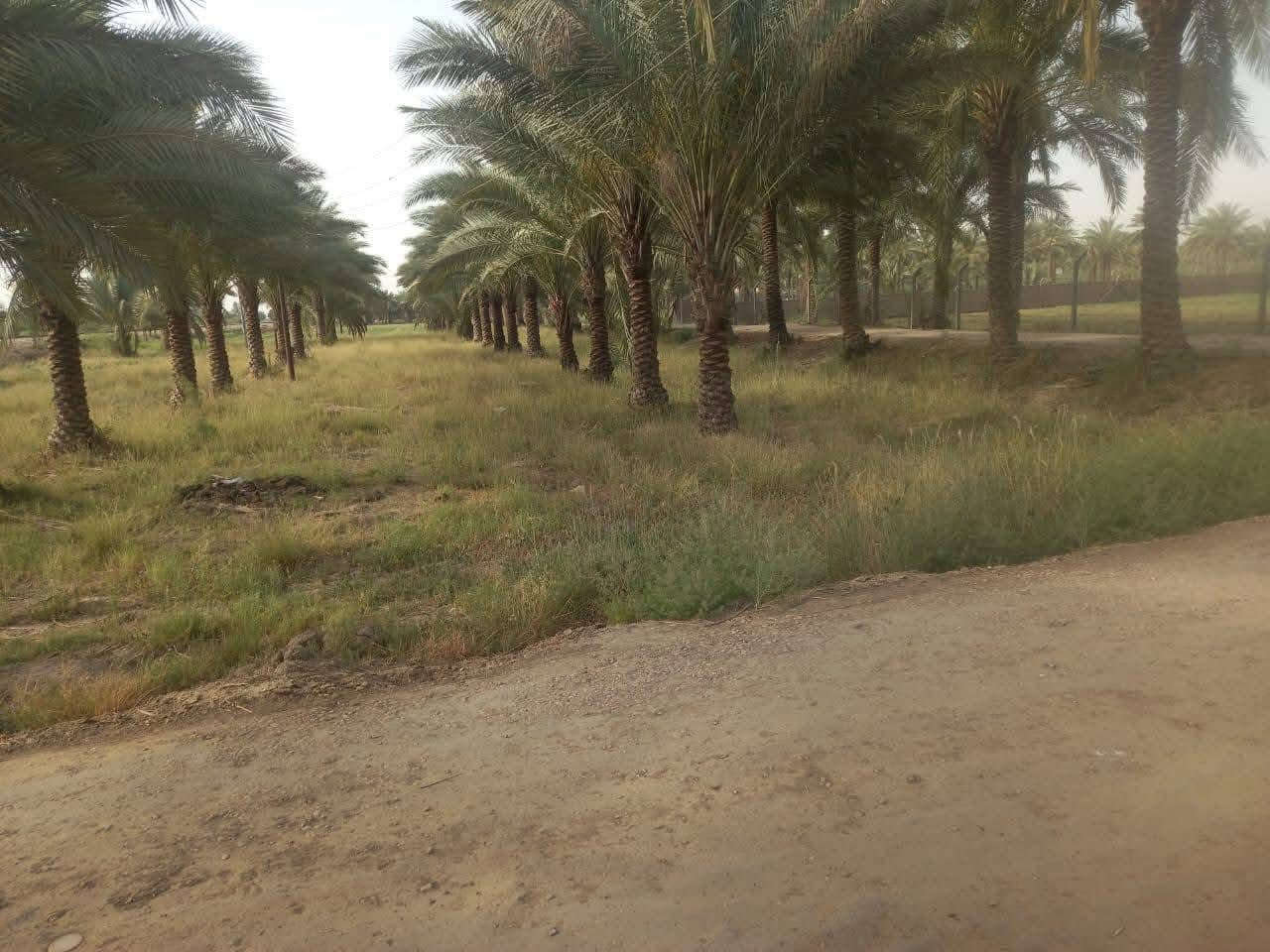 للبيع دونمين موقع مميز جدا على الشارع العام حله بغداد
الأرض طابو زراعي سند 25
موقع حله محاويل على الشارع العام مباشره قريبه من محطة وقود حي 17 تموز مايقارب 400 متر وقريبة من طريق مطار كربلاء المقدسة الجديد مايقارب 600 متر
واجهه الدونم 25 متر ونزال 100 متر وتحويلها في طابو المحاويل 
متوفر فيها كل الخدمات ماء أسأله وكهرباء وتبليط وقريبة على المدارس والأسواق والمستشفيات 
تصلح لأغراض تجارية استثماريةوسكنيه
الأرض مسيجه ومزروعه نخيل كما موضح بالصور 
الأرض تحويل مباشر من البائع ومفتوح فيها بيان 
الاستفسار والمعاينة والسعر التواصل على الواتس أب من الرابط التالي :
https://api.whatsapp.com/send/?phone=201040175849&text&type=phone_number&app_absent=0&wame_ctl=1
او على الأرقام :
***********

+201040175849
