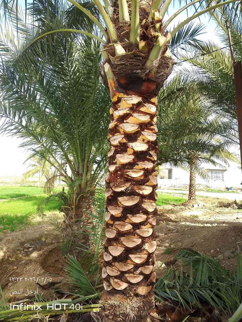 اي شخص يحتاج تكريب وتنظيف النخيل يتصل ويدلل ***********
