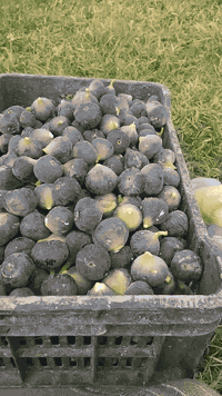 للبيع 
بستان
مساحه (دونم )
السنيه
طريق الزوار 
مزروع 
تين 
رمان 
عنب 
عرموط 
متوفر كافة الخدمات 
يبعد عن الشارع ٢٠٠ متر
للاستفسار مراجعه مكتب السنيه للعقار 
قرب جامع السنيه الكبير
***********
