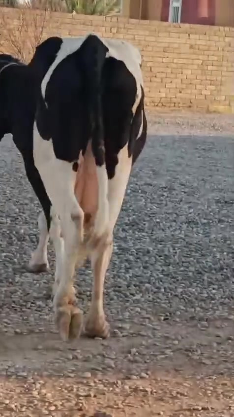 سلام عليكم 
لجاب ثنين على كل عيب مال جناي مكلف بنشر حليب ودسامه شرط دسامه فول درجه اولى رقم واحد مال بيت متوازي راعيهن يريد يبعهن المكان الشرقاط قريه شكرا شري اتصال بي رقم ***********
