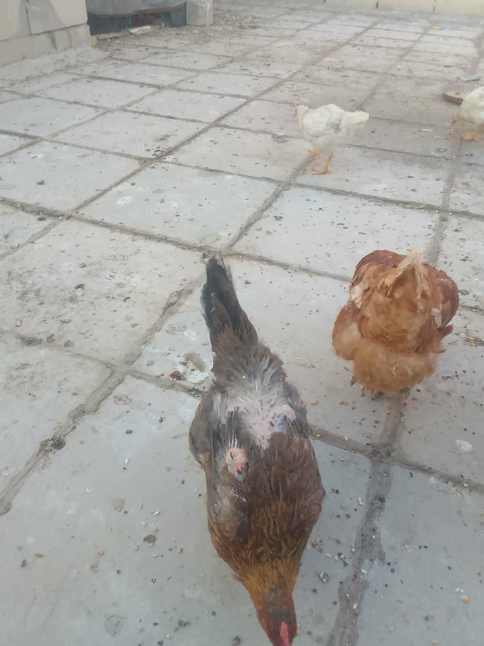 دجاجات كويتيات بياضات ✅🥰🧿


**إذا كنت صاحب هذا الإعلان وتريد حذفه لأي سبب، رجاءا أرسل رسالة إلى الدعم الفني**