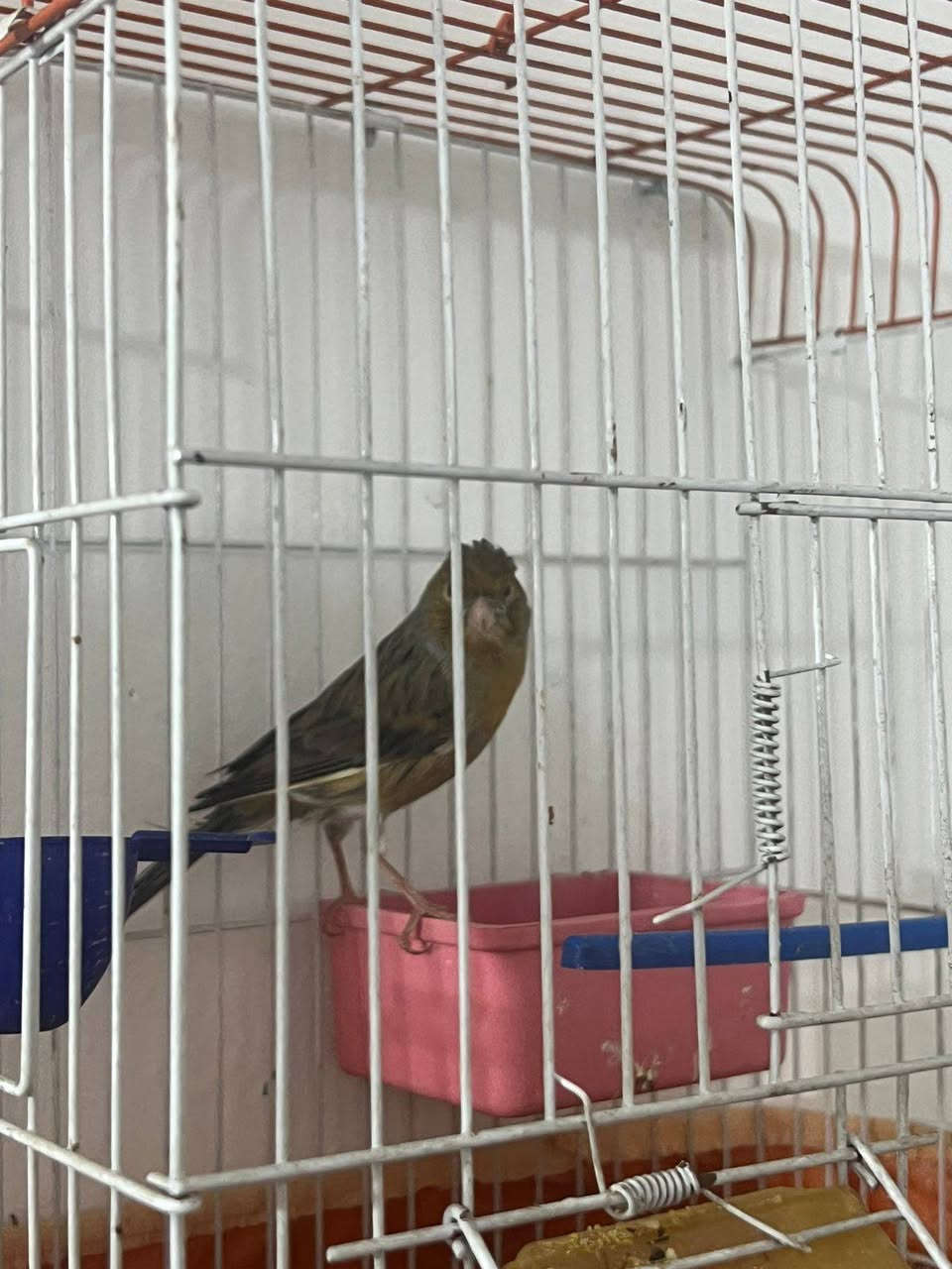 السلام عليكم من رخصت الادمون كناري للبيع فحل تغيررد فووول بيع مستعجل سبب سفر السعر 75 جاد يتصل ***********
