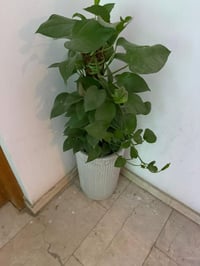 ديكور بيت • مستلزمات حديقة • للبيع