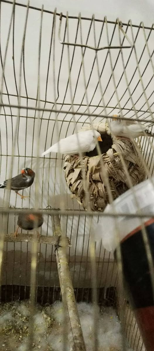 سلام عليكم
متوفر زوج ببغاء درة منتجات بسعر مناسب ومتوفر زوج غنادير منتجات مثل ما واضح كدامكم ومتوفر بلبل فول تغريد جاهز للتزاوج زايف ومتوفر زوجين فناجس الاسعار تنافسية وسبب البيع ( ما فارغ الهن ) للتواصل خاص او إتصال على الرقم التالي ***********
