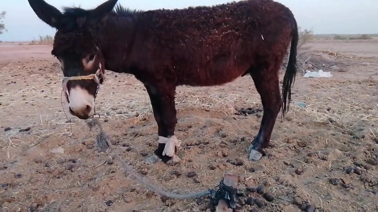 زمايل للبيع نثيه وفحل اتواصل علخاص


**إذا كنت صاحب هذا الإعلان وتريد حذفه لأي سبب، رجاءا أرسل رسالة إلى الدعم الفني**