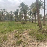 كربلاء طويريج • ١٠٠٦م • سند ٢٥