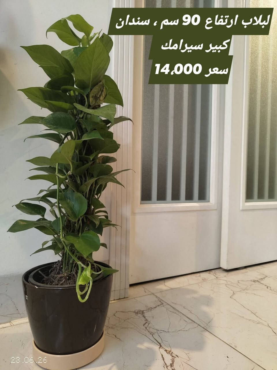 نباتات ظلية خارجي وداخلي للبيع مع سندانه اسمنتية وزن ثقيل ضد الكسر
يوجد توصيل داخل اربيل


**إذا كنت صاحب هذا الإعلان وتريد حذفه لأي سبب، رجاءا أرسل رسالة إلى الدعم الفني**