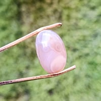 سليماني عطــــف رصاصي عيون للبيع بـــــ 15ـــــ 07830066689واتساب