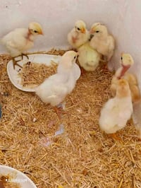 دجاج عربي • ١٤ فروخ • ١٠ أيام وشهر