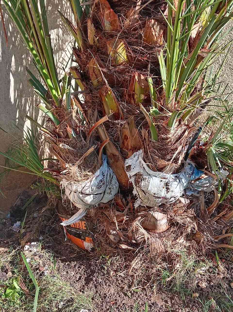 السلام عليكم يوجد فسائل بريم لبيع. يوجد فسائل برحي لبيع السعر مناسب ***********
