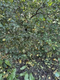 اخوان سبع دوانم للبيع معاها نص دونم عل شط بي بيت مباشرتن عل سدة في منط...