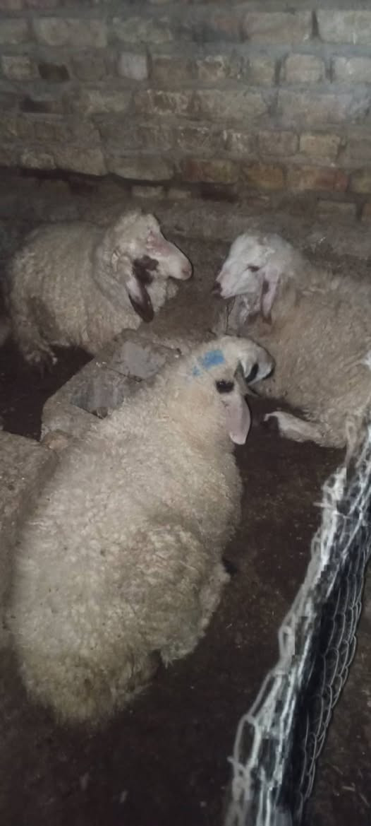 السلام عليكم 
متاح 6خرفان بيهة خشن وبيهة نذاري مكاني طارمية والتواصل عالخاص او الاتصال على الرقم ***********بي واتساب والشراي بي خير ويدلل واسعار ان شاء الله مناسبة
