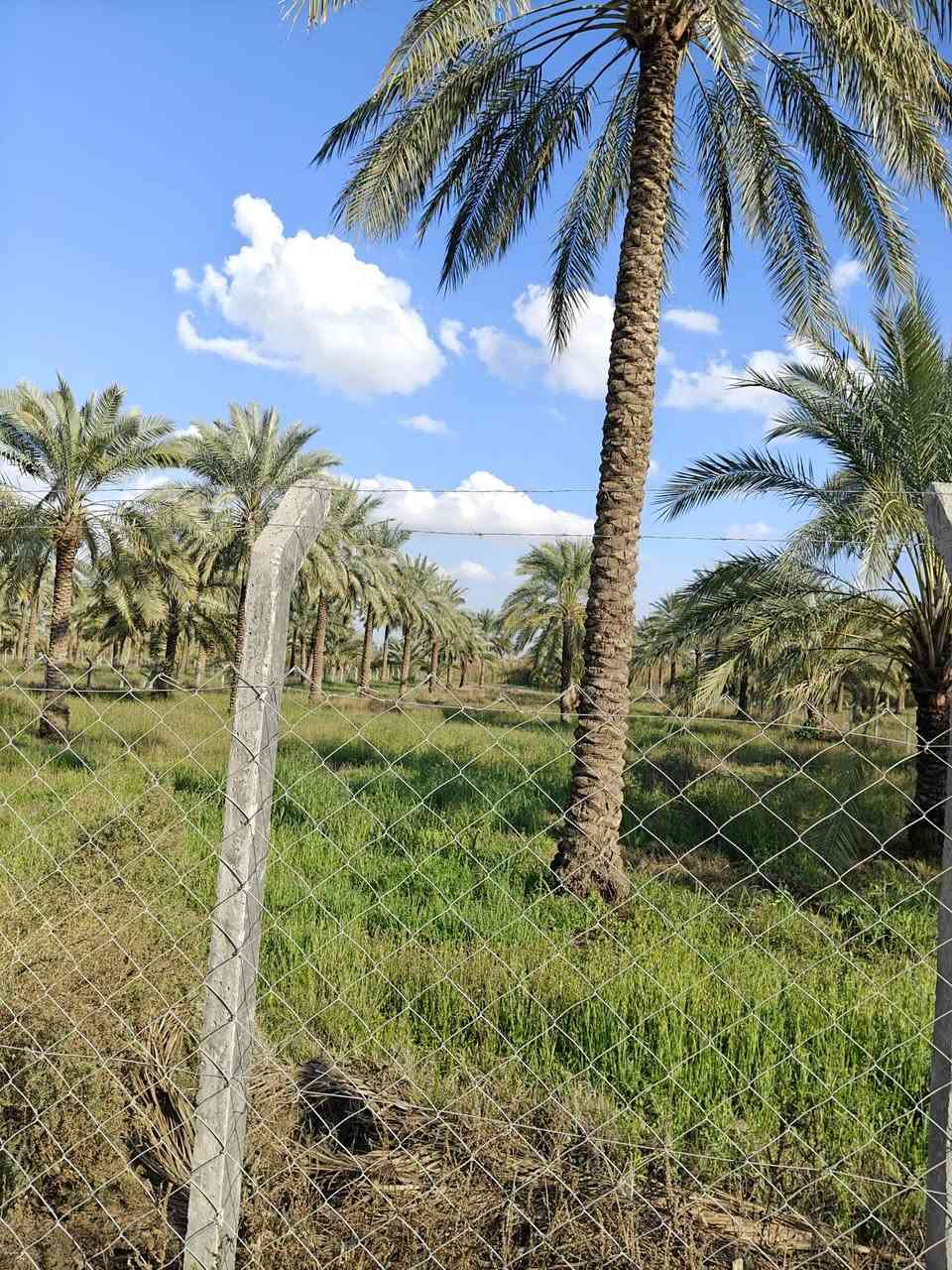 يوجد دونمين و600 ملك طابو صرف الوجه 37 ونص ونزال 150 مي اساله كهرباء مي سقي في بغداد المدائن شارع سيد علي الاستفسار‭0774 293 4494
