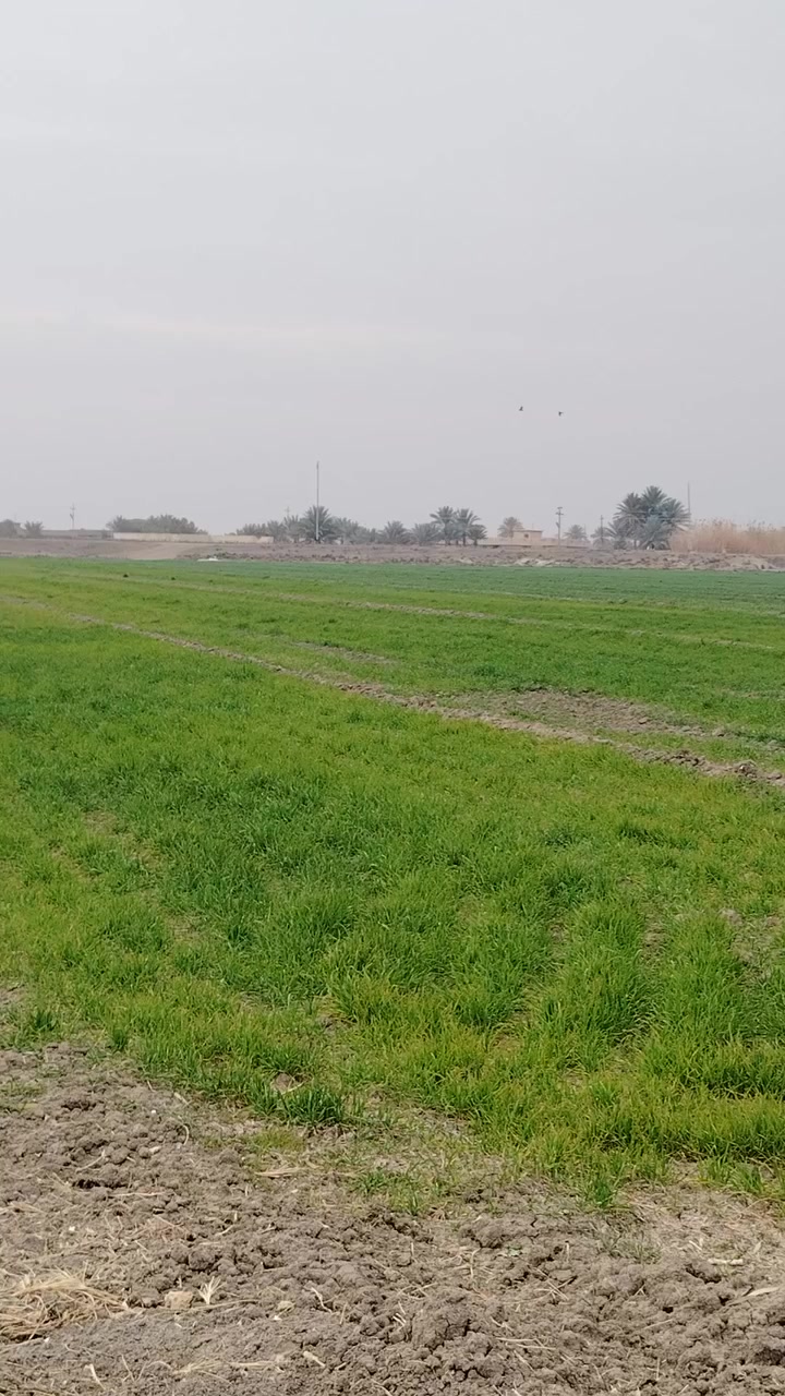 8 دوانم للبيع على المشروع الاراضي مباشرتا
العنوان تاجي ذراع دجله تباع دونم فما فوق 
صايره على شارع 10 مترات وواجهية الدونم 
الواحد 40×60 مربع منطقة امان وتكدر تعيش برفاهيه
وترفيه سعر الدونم الواحد 38 مليون وبيه مجال جنس الارض طابو
سند 25 فتح بيان بسم المشتري اي تواصل او استفسار
على رقمي متوفر بي واتساب *********** 🌴🌳بمطقه شيخ عامر منطقة اللهيبي صايره ركن هاي الصفحه مالتي مال الكاع دوانم صوره وصوت فيديو مال ابو حوراء الا ستثمارالعقاري عله التكتوك عيني عمو راسلني خاص تمام
