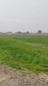 8 دوانم للبيع على المشروع الاراضي مباشرتا العنوان تاجي ذراع دجله تباع ...