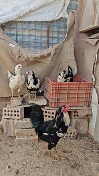 ديك بوطاني • ٥ دجاجات • صلاح الدين تكريت