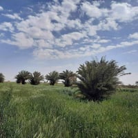 الديوانية • ٢١ دونم • طابو زراعي