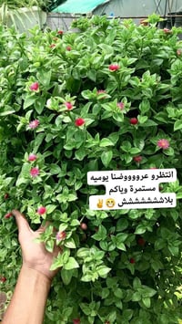 دائما مستمرين وياكم🌺🌺 ((وعروض يوميآ))    تشكيله حلوه من نباتات الداخلي...