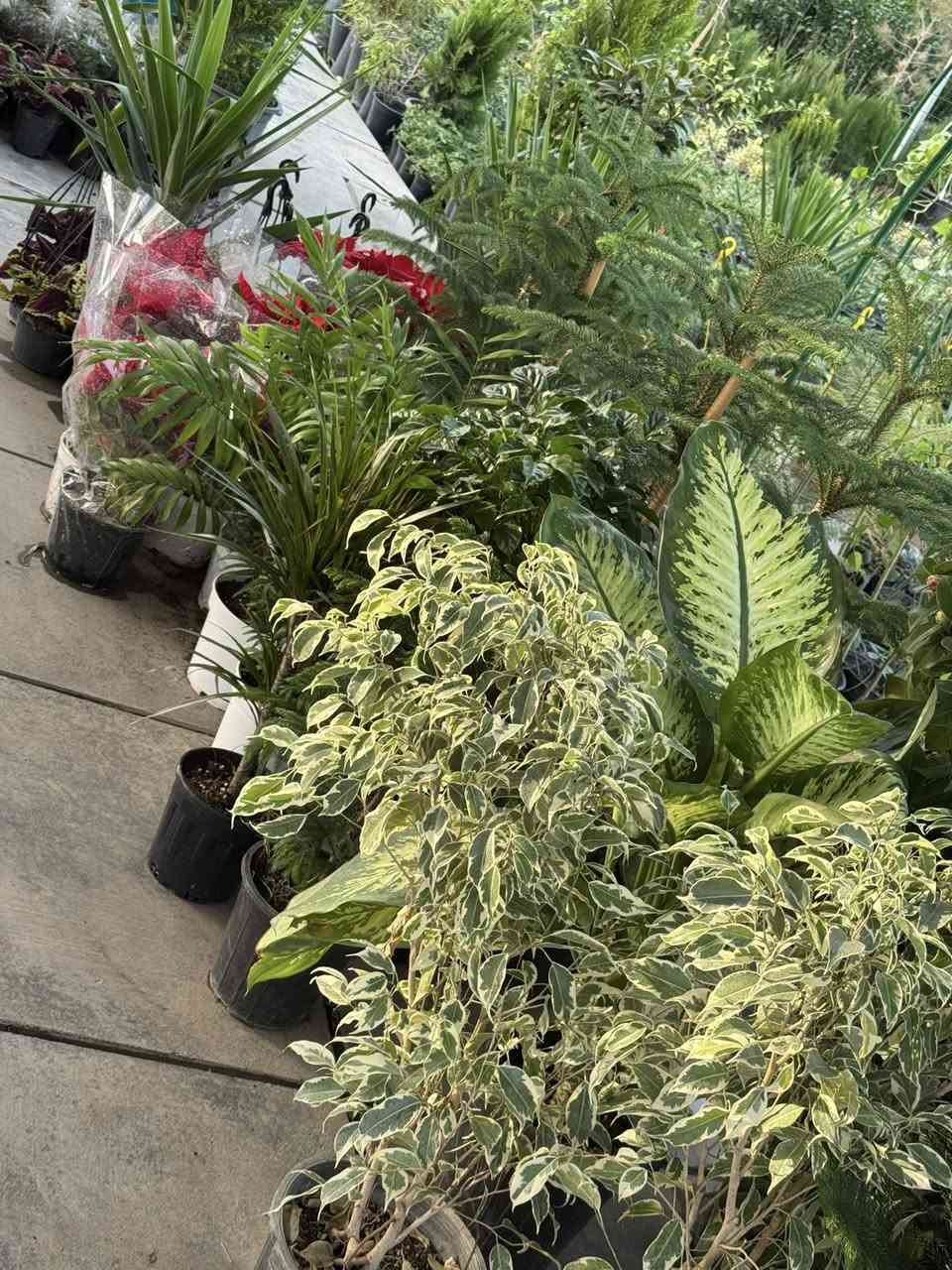 السلام عليكم
يتوفر جميع أنواع النباتات والحمضيات

بسعار مناسبه 

العنوان هبهب حي العطار

***********
