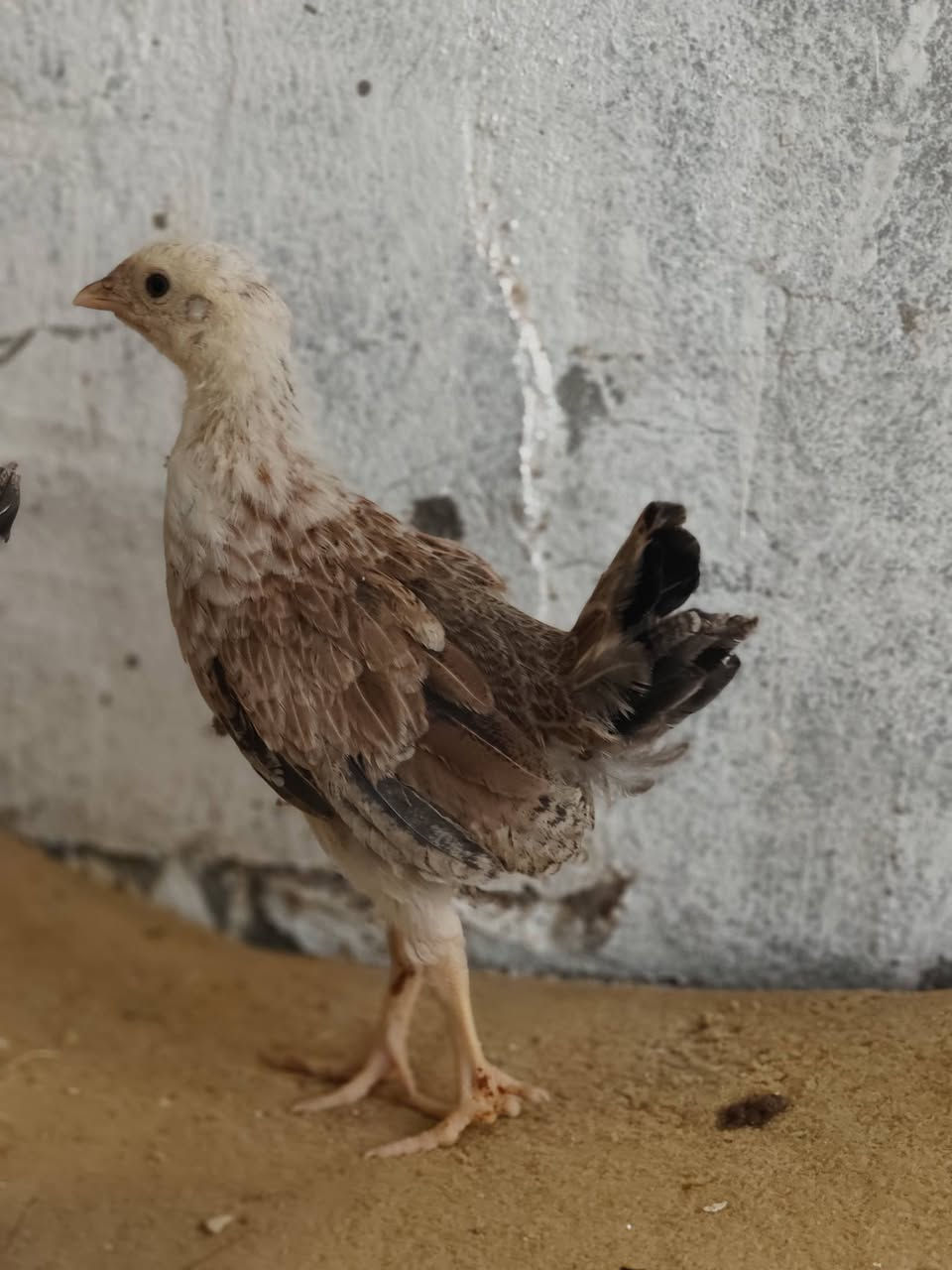 السلام عليكم زوج دندراوي للبيع صور الامايات خاص مكاني حي الحسن العسكري الشراي يجي خاص ويدلل


**إذا كنت صاحب هذا الإعلان وتريد حذفه لأي سبب، رجاءا أرسل رسالة إلى الدعم الفني**