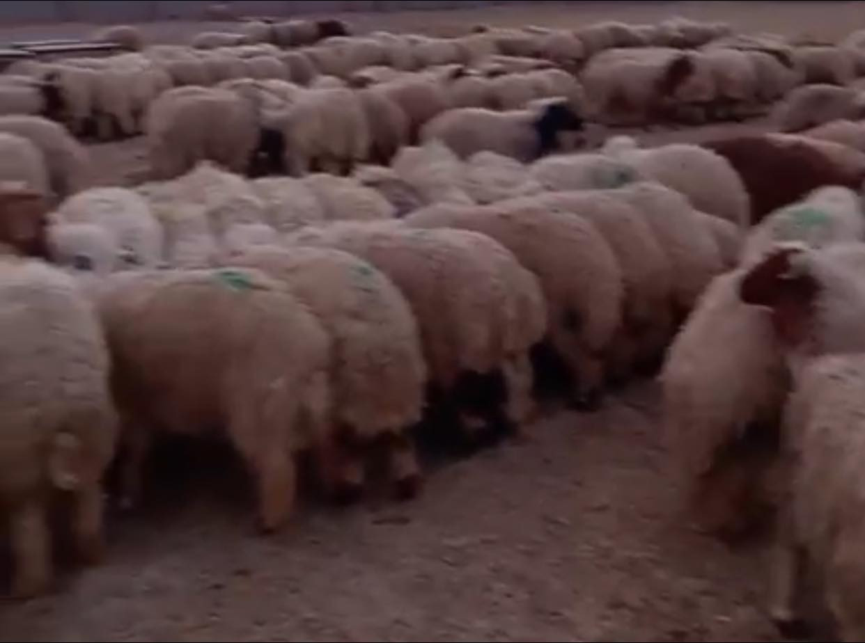 يوجد لدينا طليان اضاحي درجه اولى بأسعار مختلفه من 400الئ ٦٠٠ أوزان من 20كيلو الئ ٣٠ك تحجز وتخلي يمنه إذا ماعندك مكان الئ يوم العيد المكان يوجد توصيل وذبح كامل للبيت الدبسه طريق العلم الجوه لصاحبها مروان غالب الحنيفش رقم الهاتف *********** باداره غسان اتصل وتدلل
