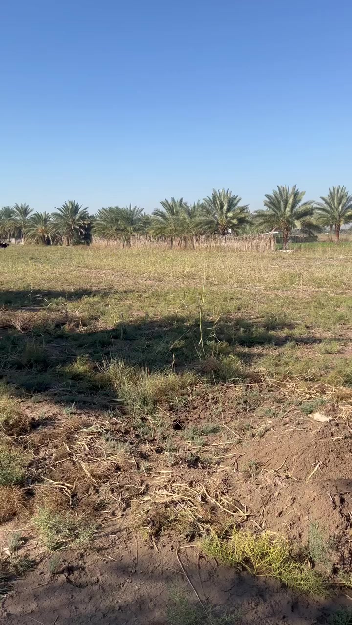 #يعلن_مكتب_بلاد_الرافدين_للعقار
#للبيع 
5#دونم طابو زراعي سند 25 
 #الموقع الصياحيه مدخل قرية حجي احمد
للاستفسار الاتصال على الارقام التاليه 
*********** 
***********
