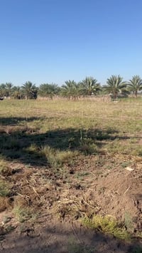 الحلة الصياحية • ٥دونم • طابو زراعي